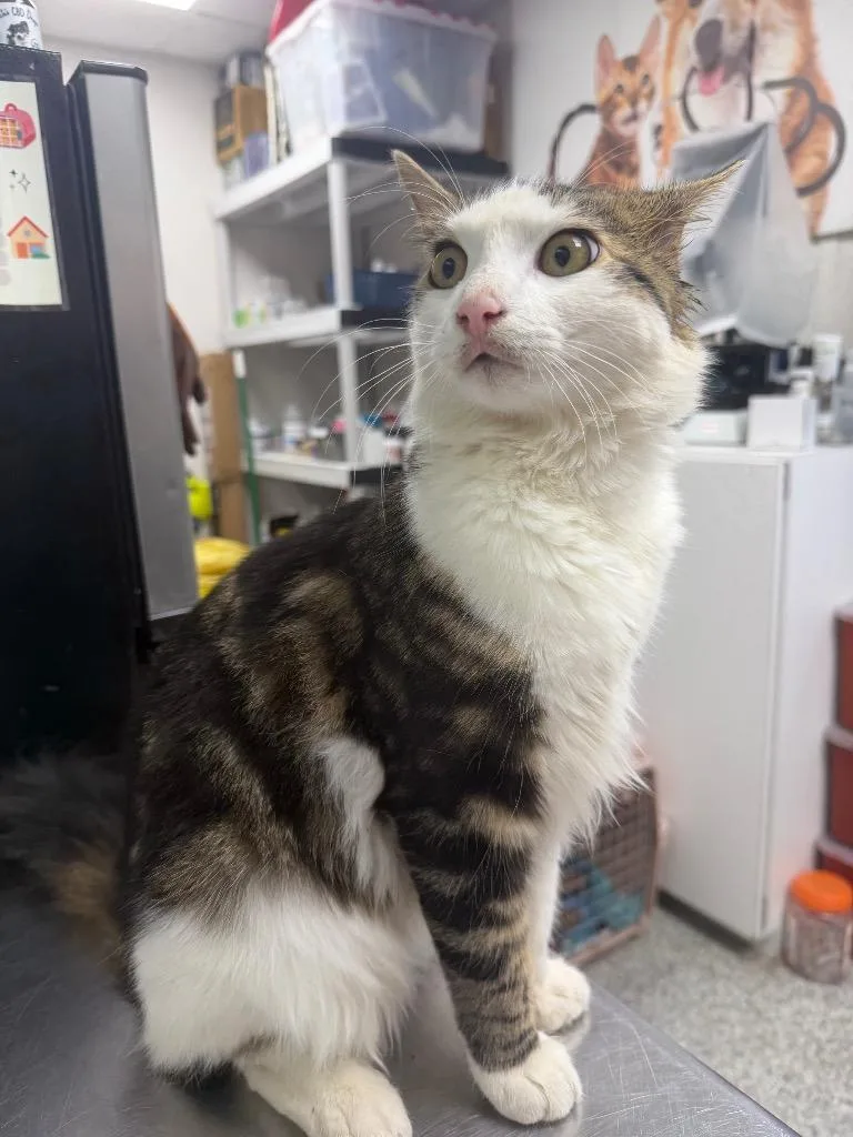 A baby medium-sized male Domestic Short Hair cat named Mito for adoption in Pomona, NY