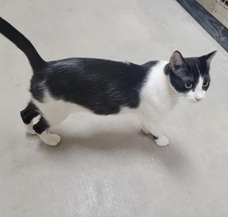 Lorelai Mscurious thumbnail 2