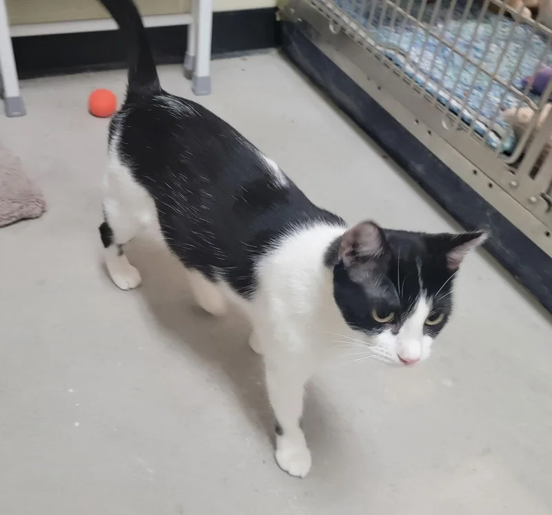 Lorelai Mscurious thumbnail 3