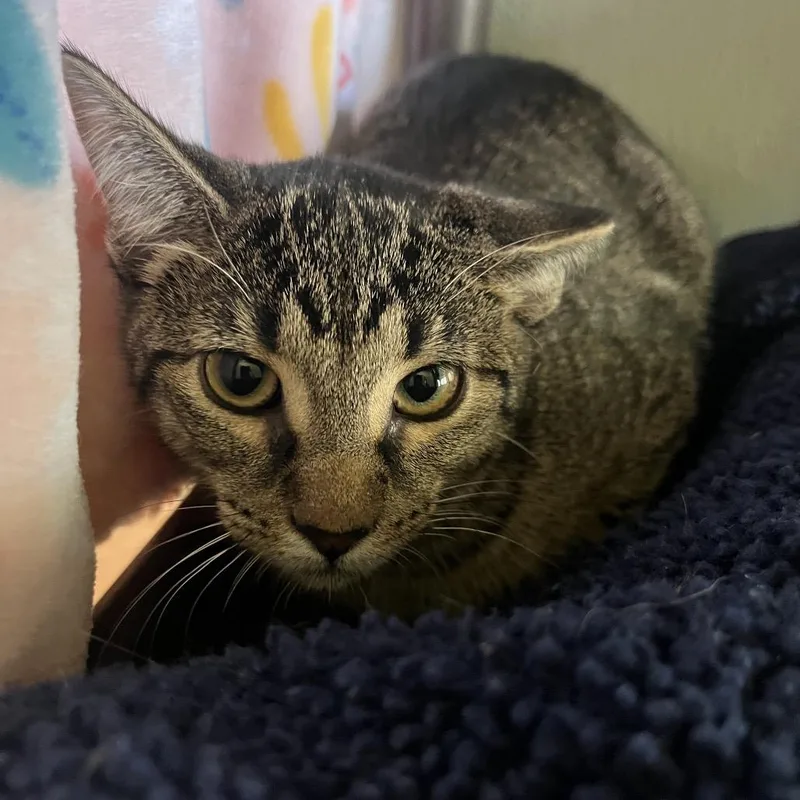 A baby medium-sized female Brown / Chocolate Domestic Short Hair cat named Lotus for adoption in Kyle, TX