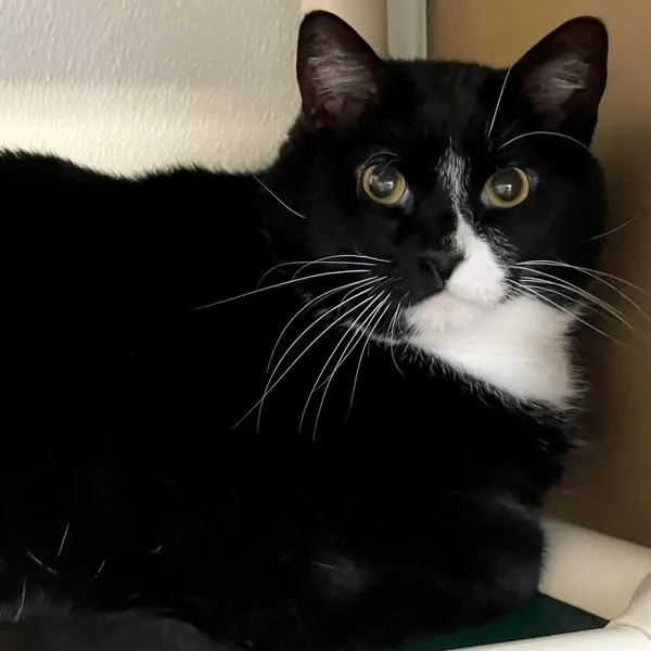 An adult large-sized male Domestic Short Hair cat named Tuxedo Bonded Buddy for adoption in Des Moines, IA