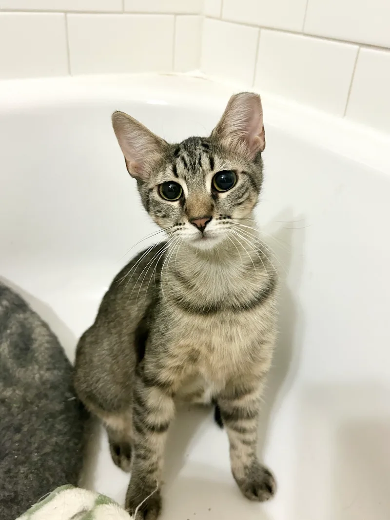 A young small-sized female Brown Tabby Domestic Short Hair cat named Brownie for adoption