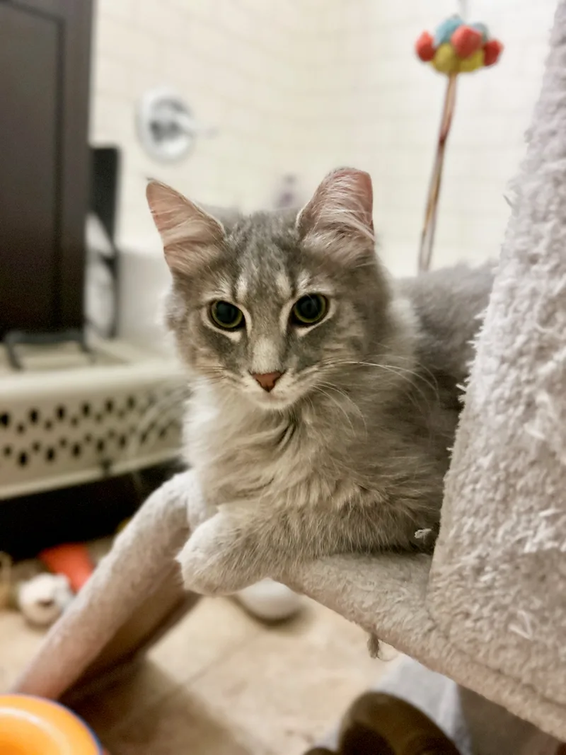 A young small-sized female Grey Tabby Domestic Medium Hair cat named Pine Nut for adoption