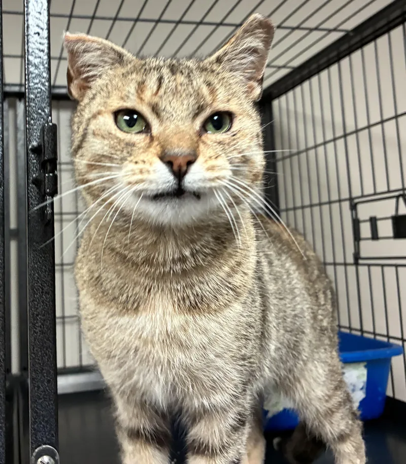 Eagle Scout thumbnail 3