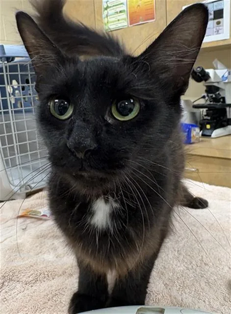 A young small-sized female Domestic Short Hair cat named Majesty for adoption in Aliquippa, PA