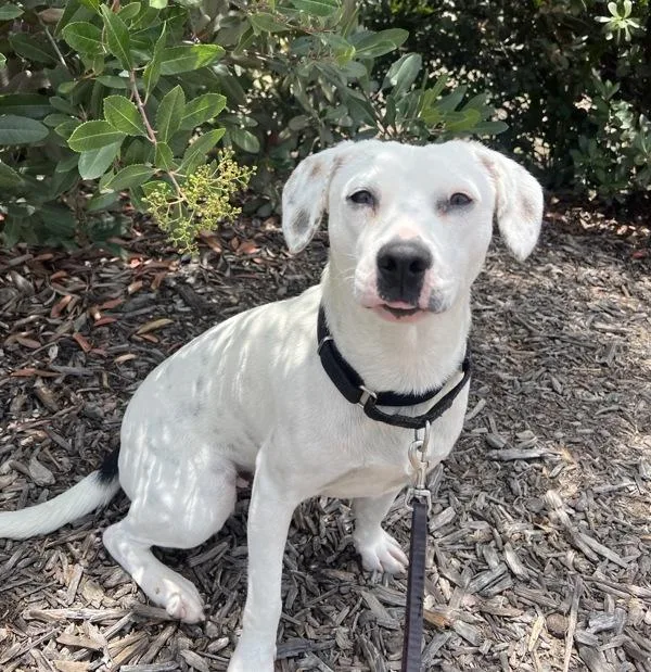 A young medium-sized male Beagle dog named Appa for adoption in Oceanside, CA