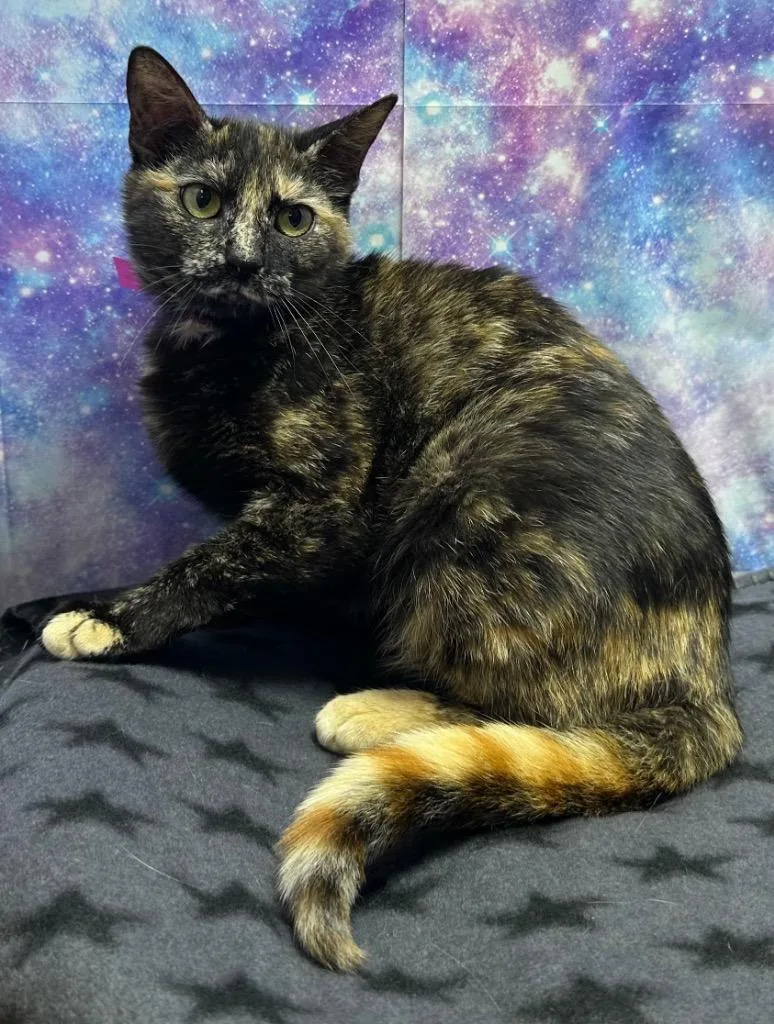 A young large-sized female Domestic Short Hair cat named Truffle for adoption in Washington Court House, OH