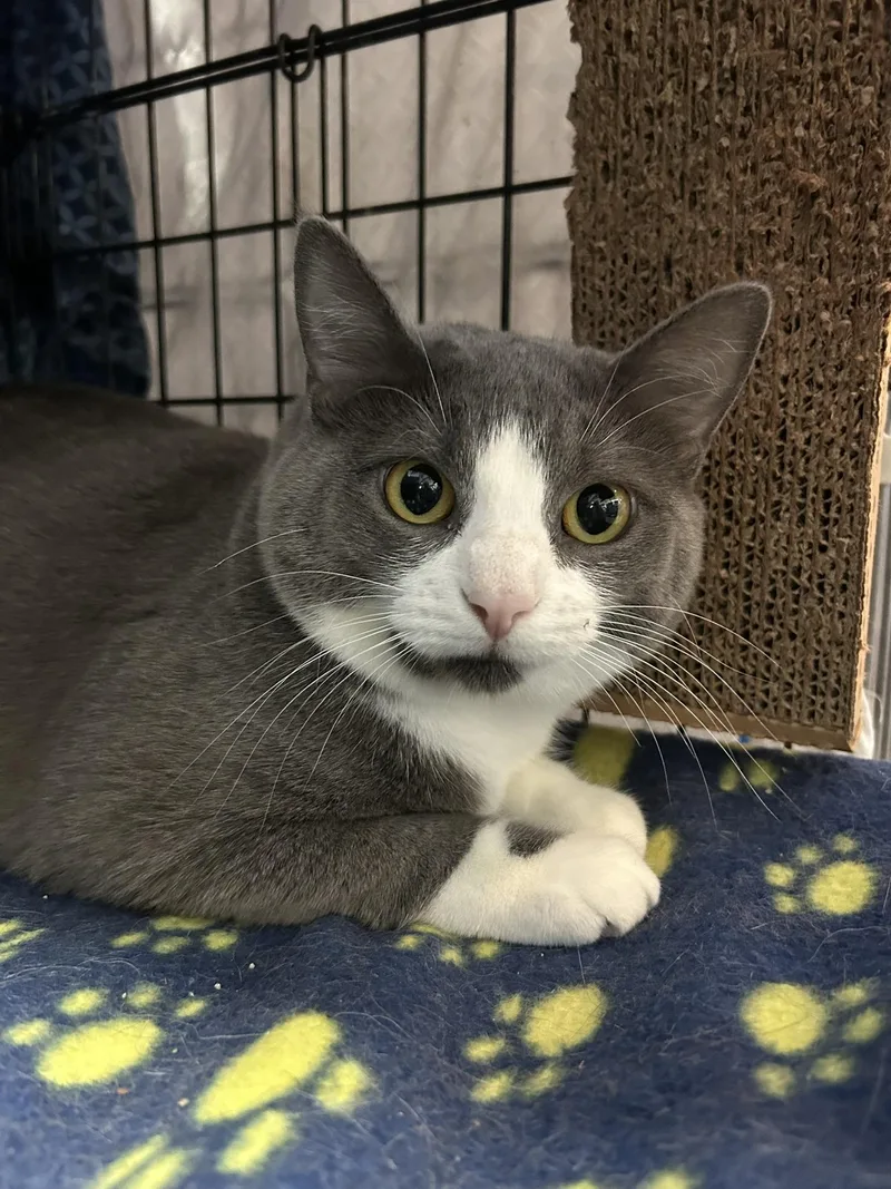 Daphne & Violet thumbnail 3