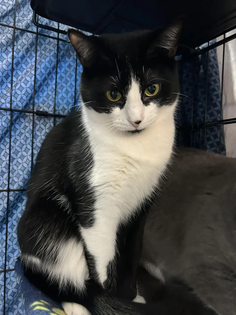 Daphne & Violet thumbnail 4