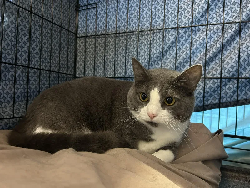 Daphne & Violet thumbnail 5