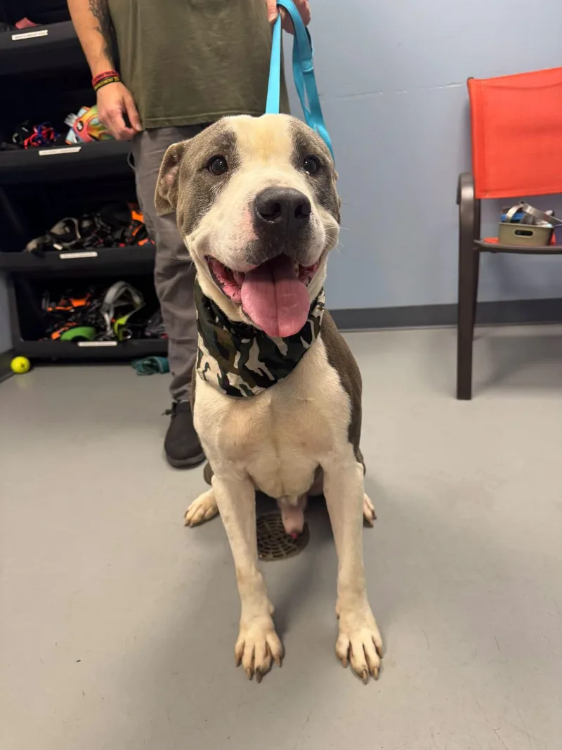 An adult medium-sized male Gray / Blue / Silver Terrier dog named Rhino for adoption in Zanesville, OH