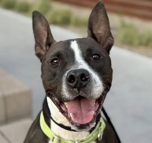 An adult large-sized male Pit Bull Terrier dog named Shadow for adoption in Tucson, AZ