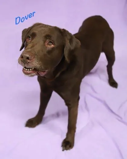 A senior large-sized male Labrador Retriever dog named Dover for adoption in Parma, OH