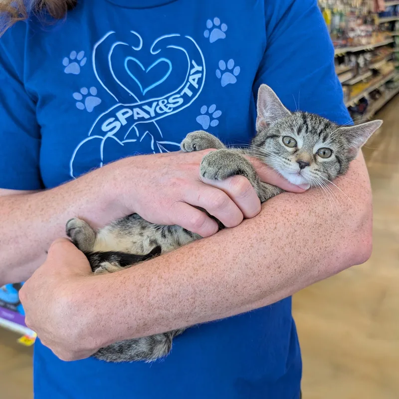 A baby medium-sized female Tabby (Brown / Chocolate) Domestic Short Hair cat named Lavender for adoption in Grayslake, IL