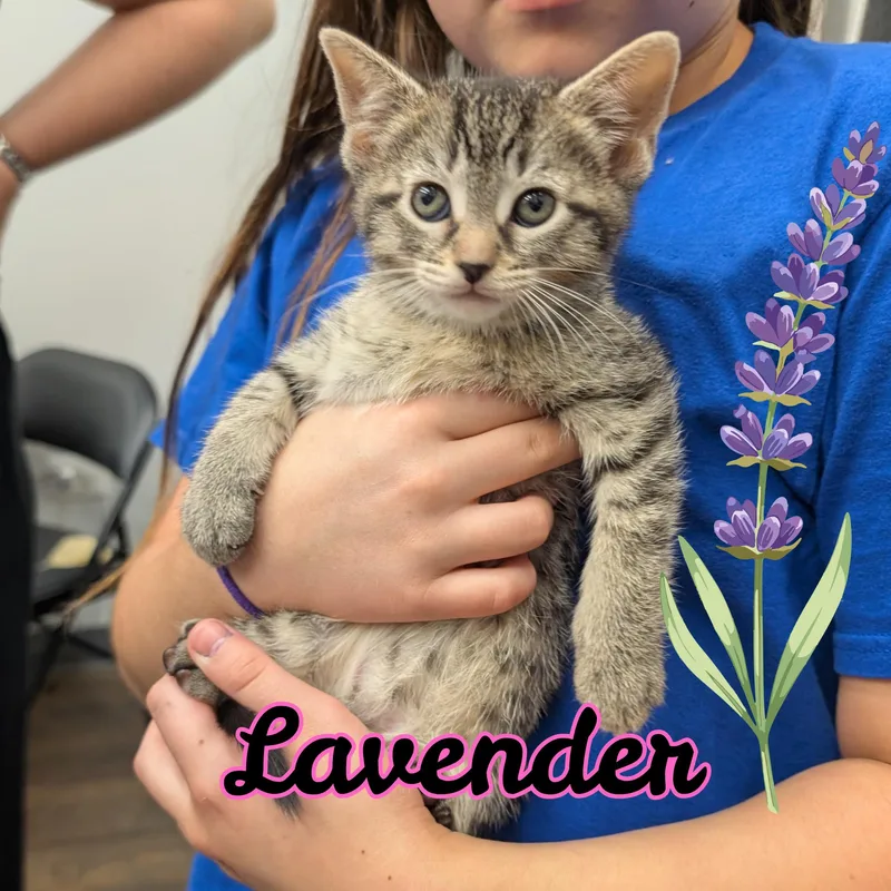 Lavender thumbnail 2