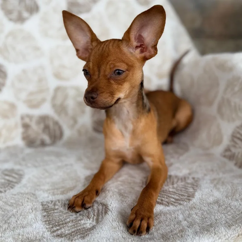 A baby small-sized female Yellow / Tan / Blond / Fawn Chihuahua dog named Bitty Bop for adoption in Chico, CA