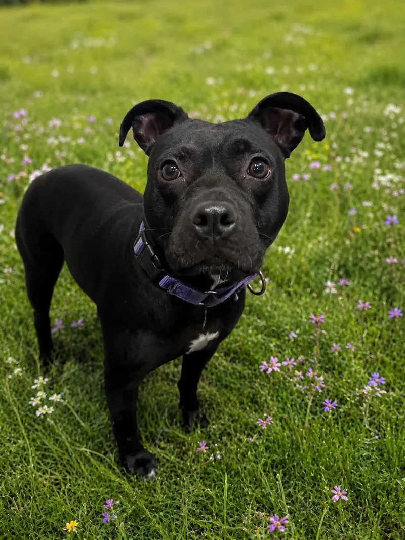 An adult medium-sized female Black Staffordshire Bull Terrier dog named Coral for adoption in Myakka City, FL