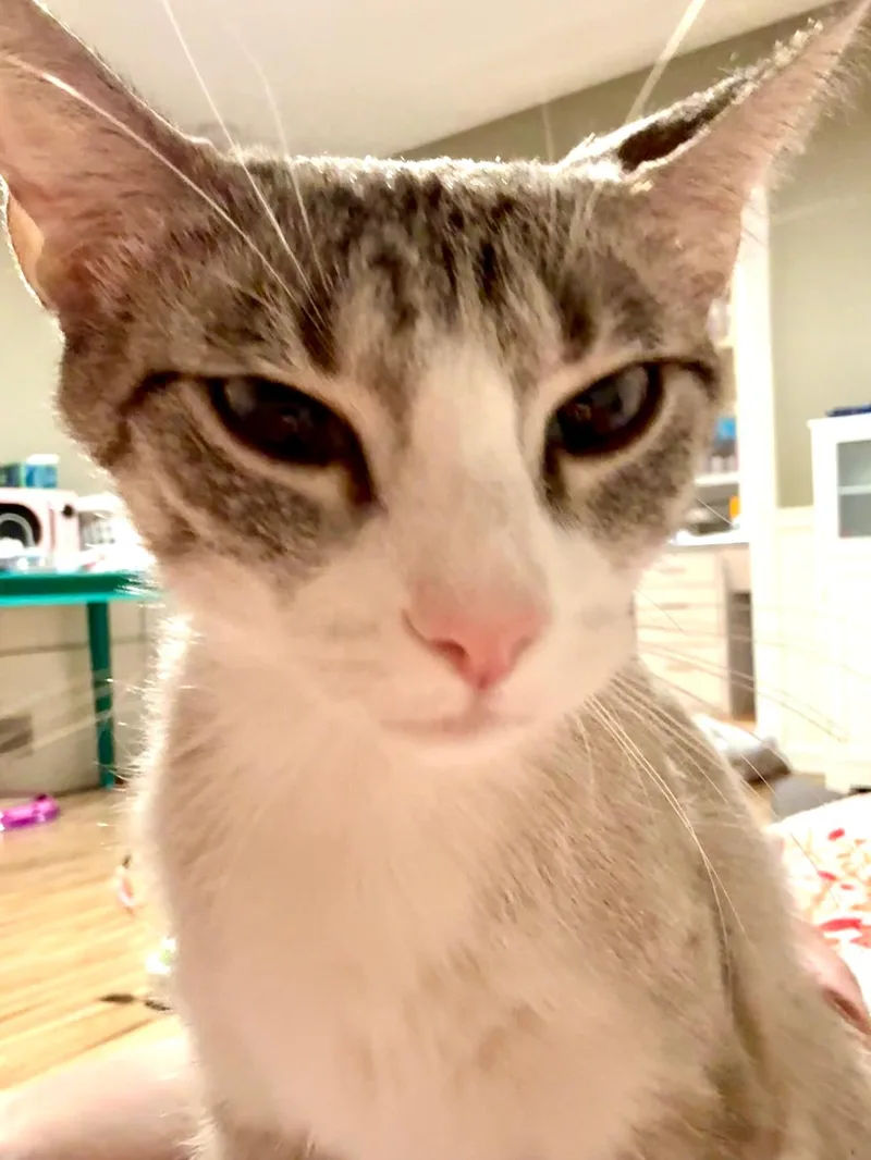Bijou thumbnail 5