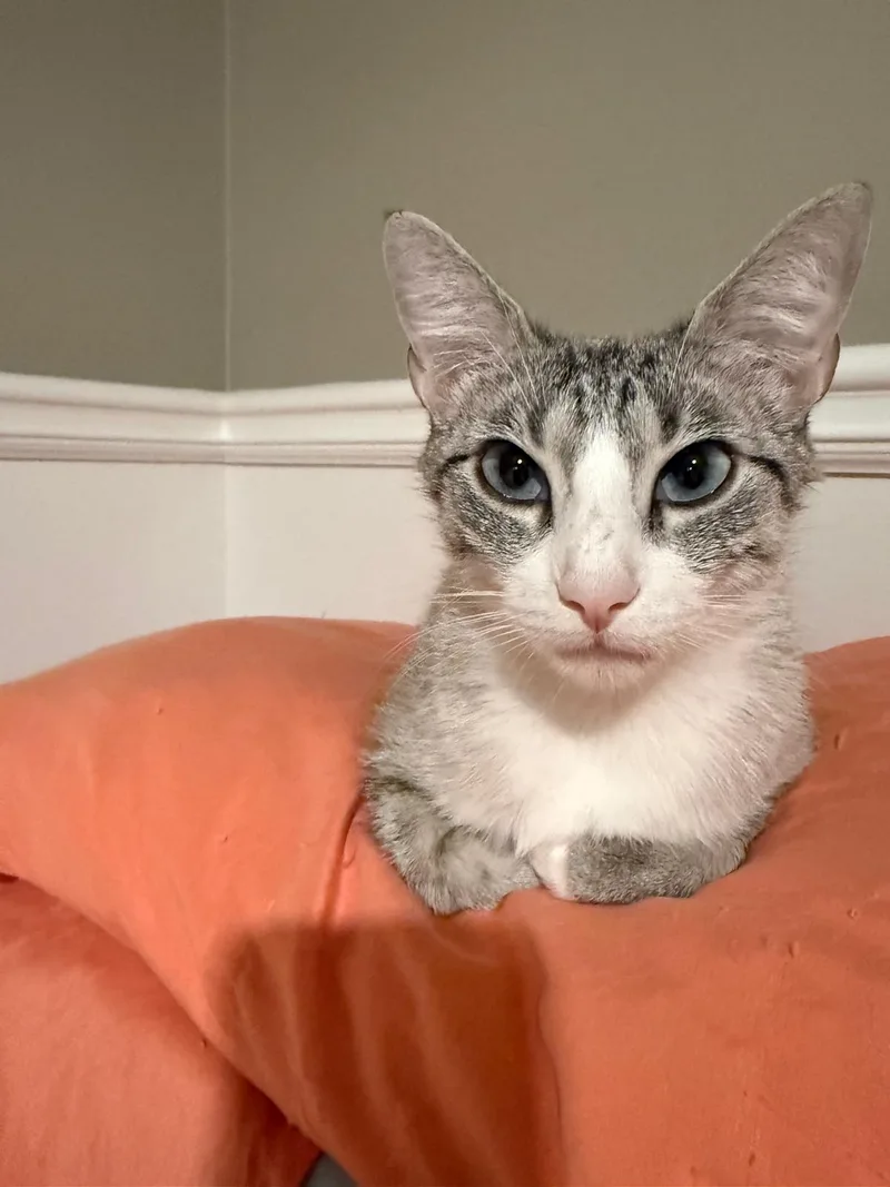 A young small-sized female cream Domestic Short Hair cat named Bijou for adoption