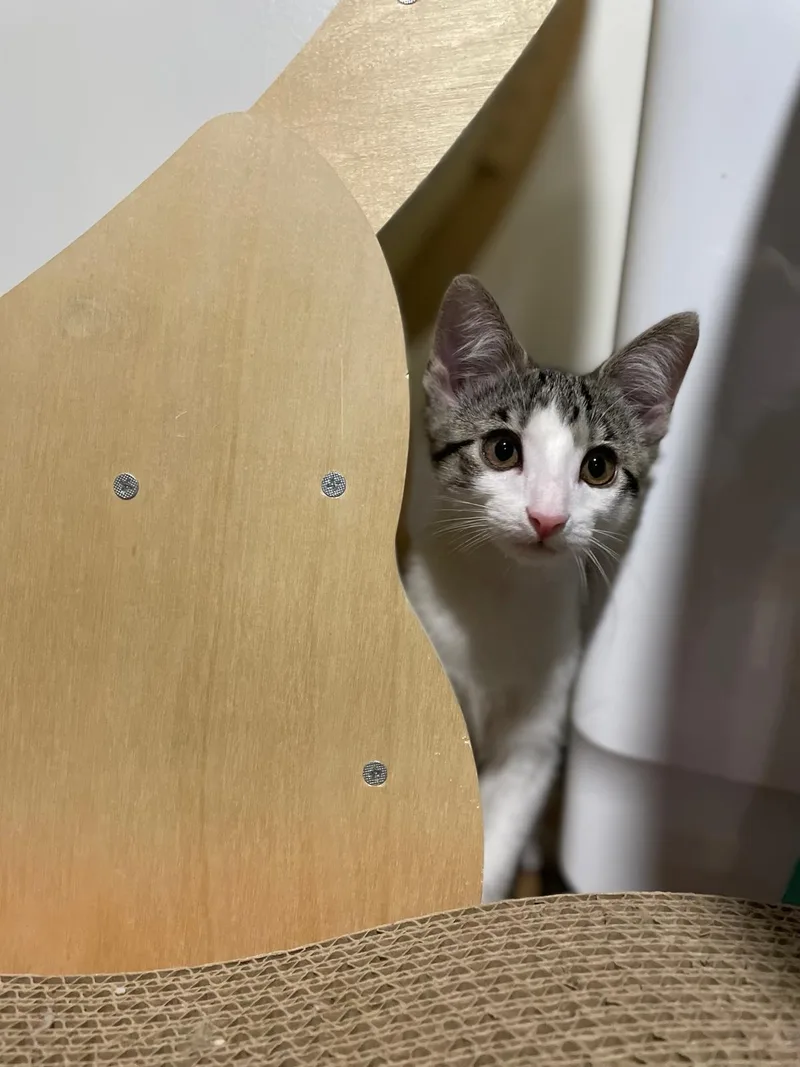 A baby small-sized female White Domestic Short Hair cat named Tay(berry) for adoption