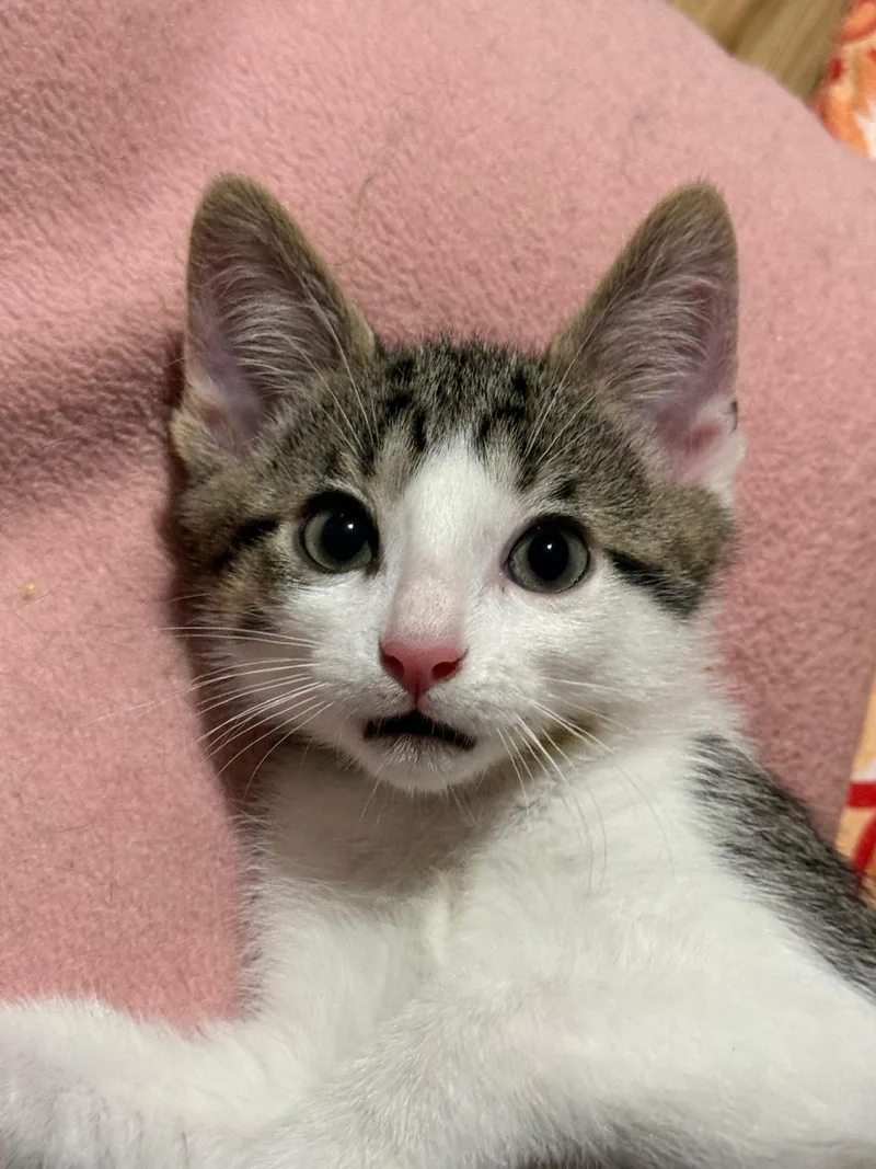A baby small-sized male white Domestic Short Hair cat named Cran(berry) for adoption