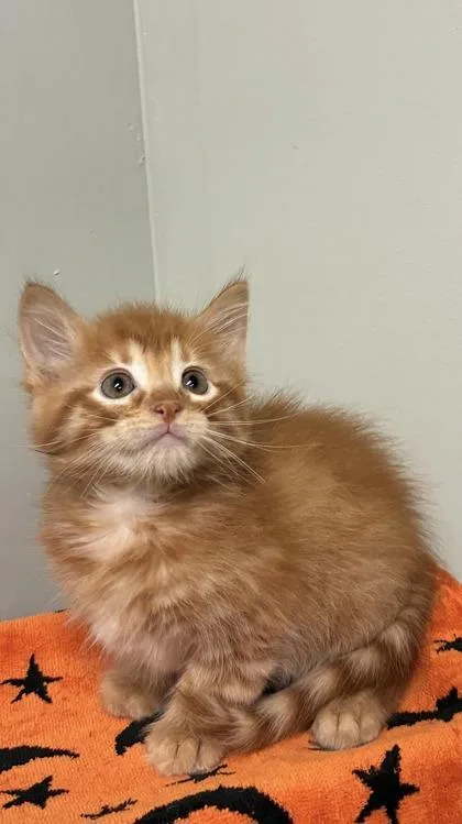 A baby medium-sized male Domestic Medium Hair cat named Toffee for adoption in Picayune, MS