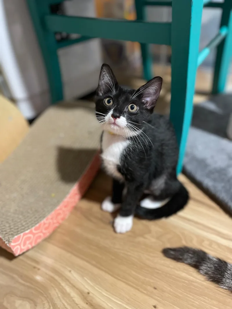 A baby small-sized female Tuxedo Domestic Short Hair cat named Goji(berry) for adoption