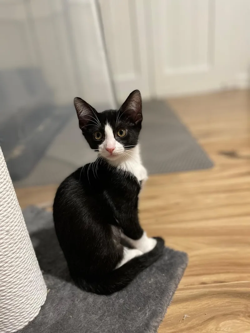 A baby small-sized female Tuxedo Domestic Short Hair cat named Goose(berry) for adoption