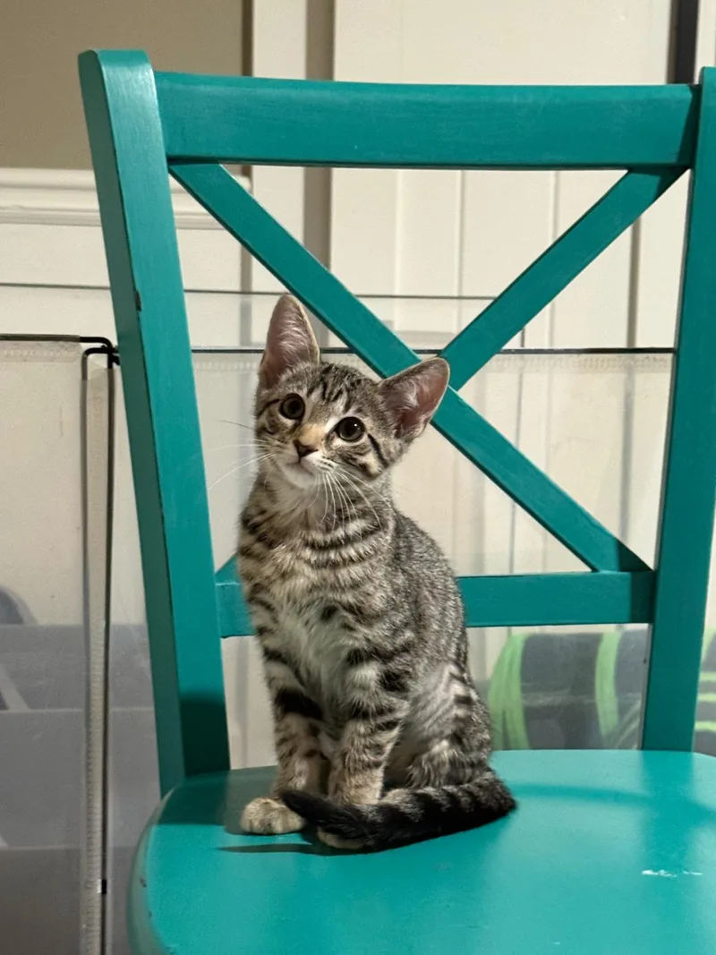 A baby small-sized female brown Domestic Short Hair cat named Marion(berry) for adoption