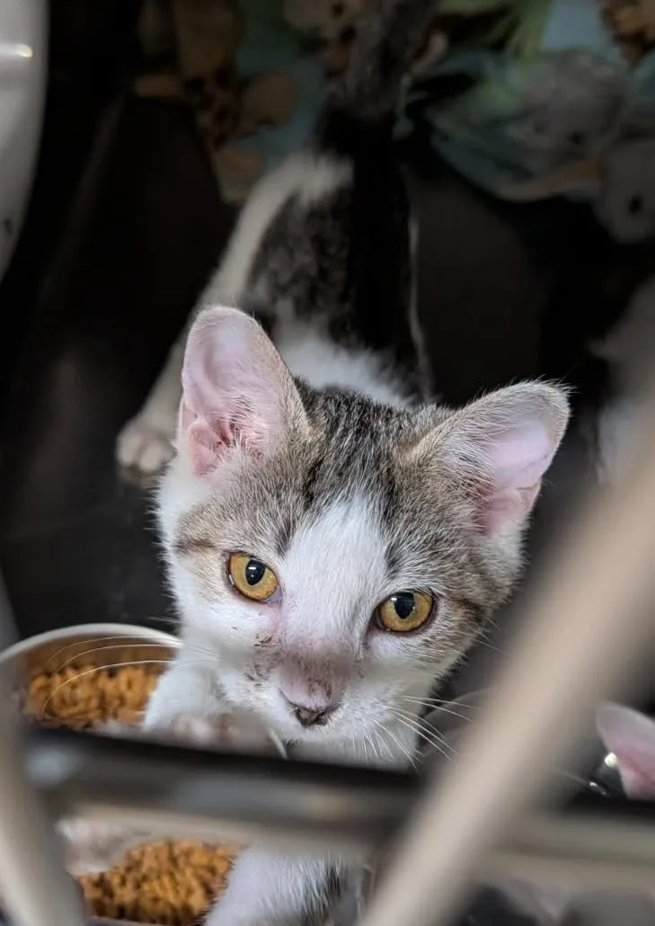 A baby medium-sized male Domestic Short Hair cat named Basilisk for adoption in Marietta, OH