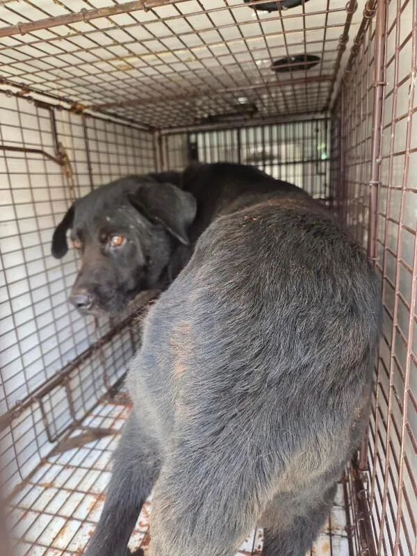 An adult medium-sized male Black Mixed Breed dog named Leroy for adoption in Mobile, AL