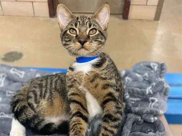 A young small-sized male Domestic Short Hair cat named Pumpernickel for adoption in Fort Wayne, IN