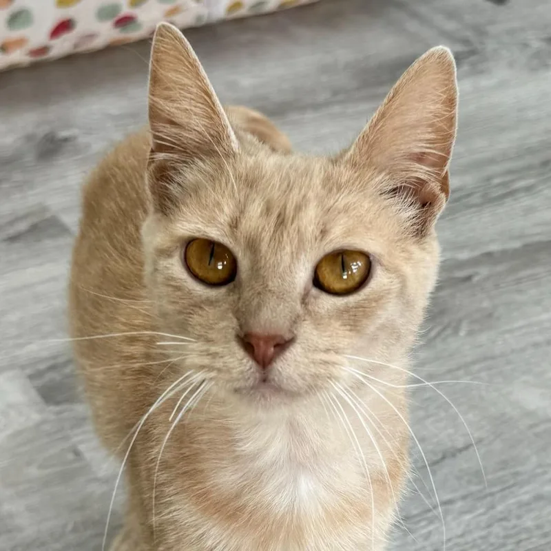 An adult small-sized female Domestic Short Hair cat named Peach Salsa for adoption in State College, PA