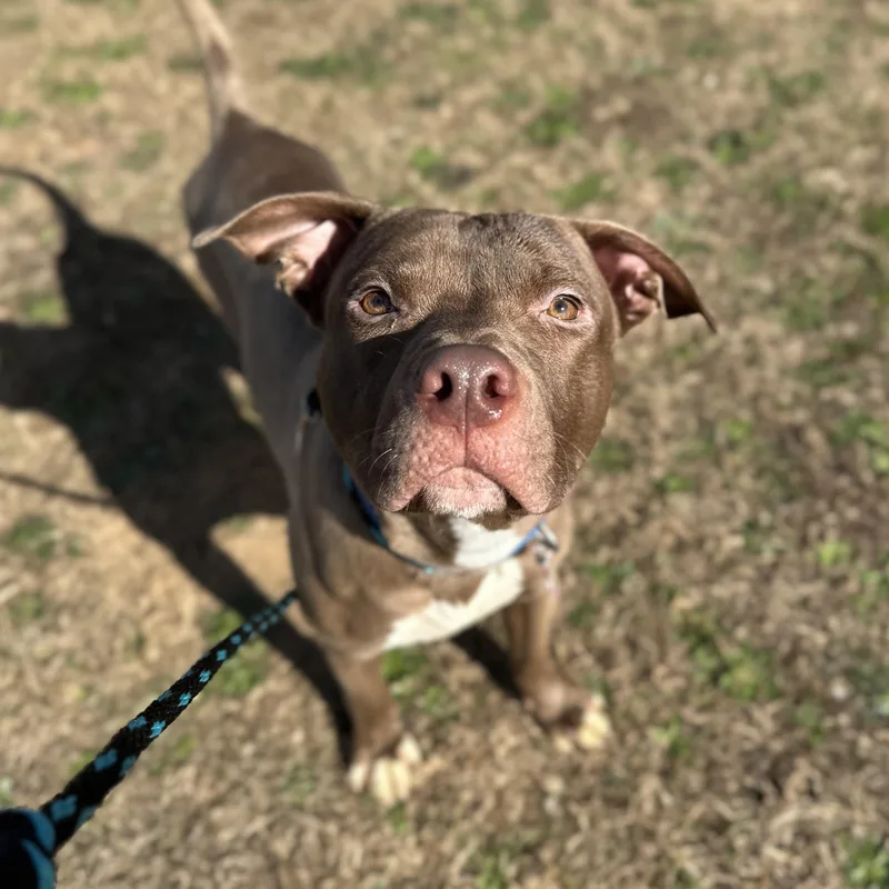 A young medium-sized male Brown / Chocolate Pit Bull Terrier dog named Rex for adoption in Columbia, SC