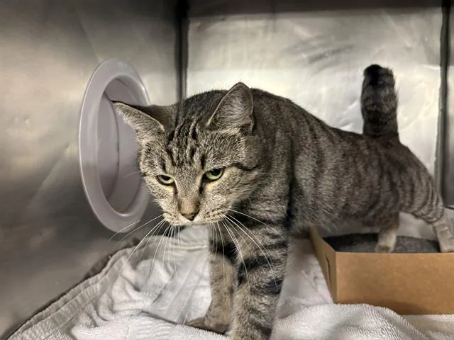 An adult medium-sized female Domestic Short Hair cat named Dobby for adoption in Panama City, FL
