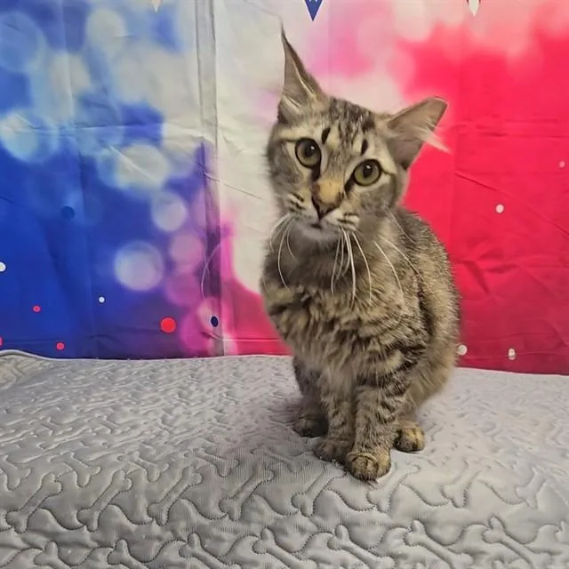 A young medium-sized female Domestic Medium Hair cat named Artemis for adoption in Wylie, TX