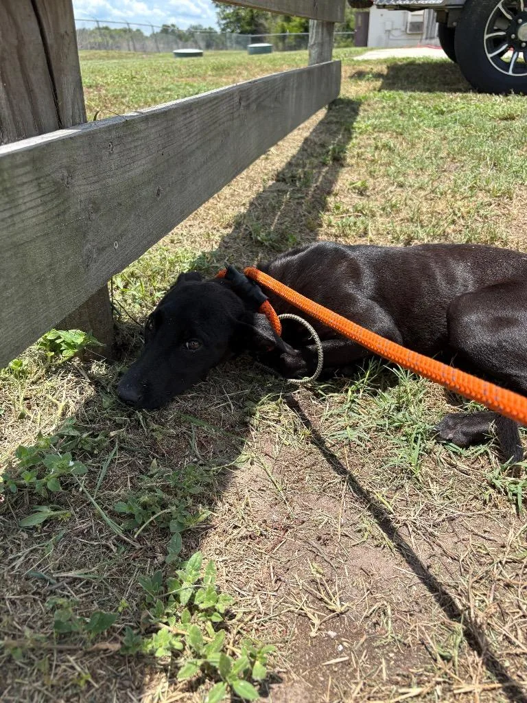A baby medium-sized female Terrier dog named Magie for adoption in Wauchula, FL