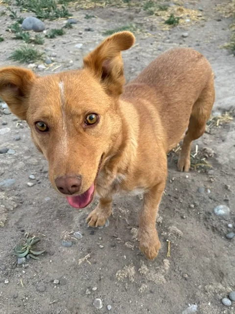Pippa