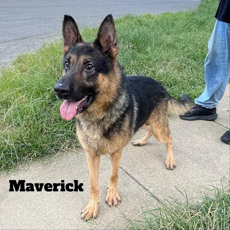 Maverick