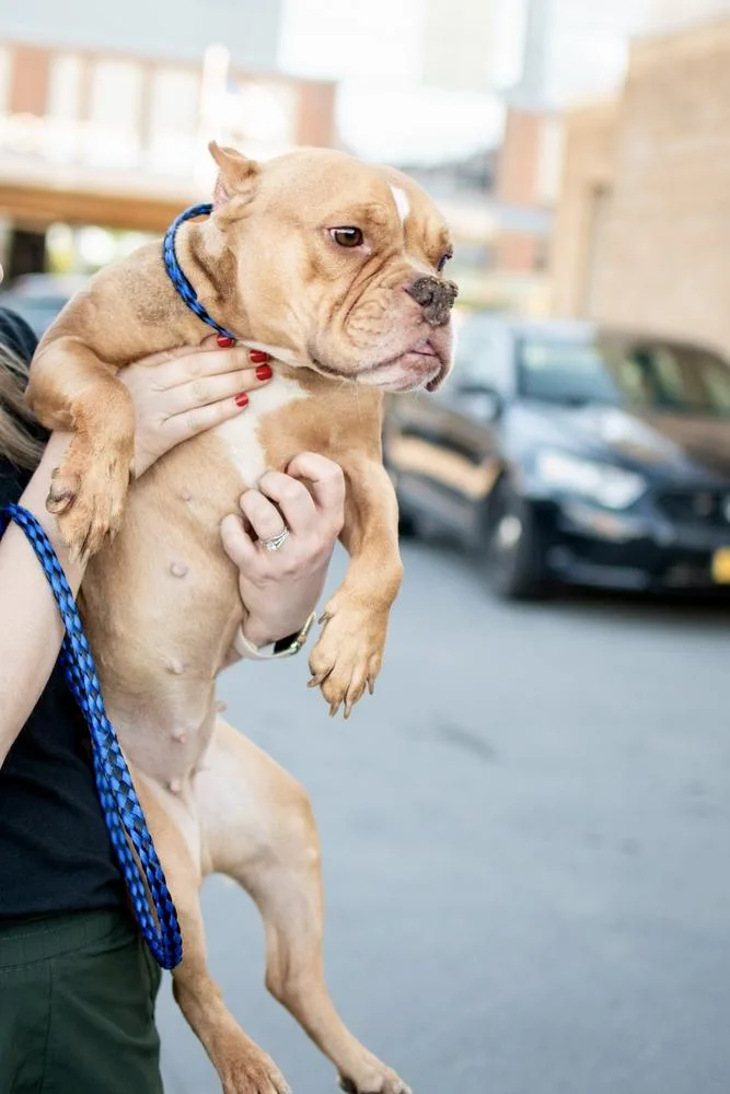 An adult medium-sized female White / Cream American Bulldog dog named Clementine for adoption in Frankfort, NY