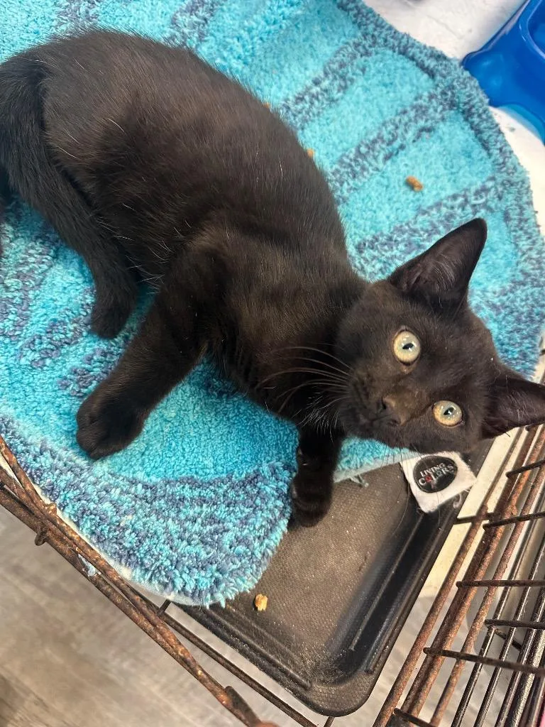 A young small-sized male Black Domestic Short Hair cat named Grenade for adoption in Winnsboro, SC