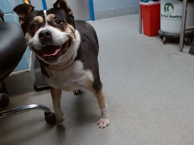 An adult medium-sized female Pit Bull Terrier dog named Trixie for adoption in Albuquerque, NM