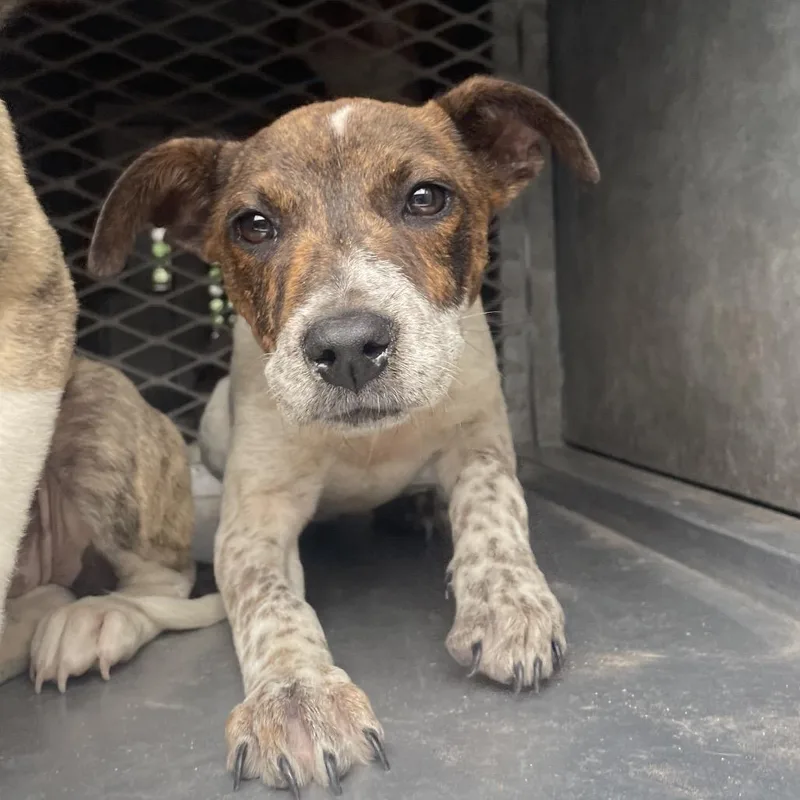 A young small-sized female White / Cream Shepherd dog named Bellini for adoption in Edinburg, TX