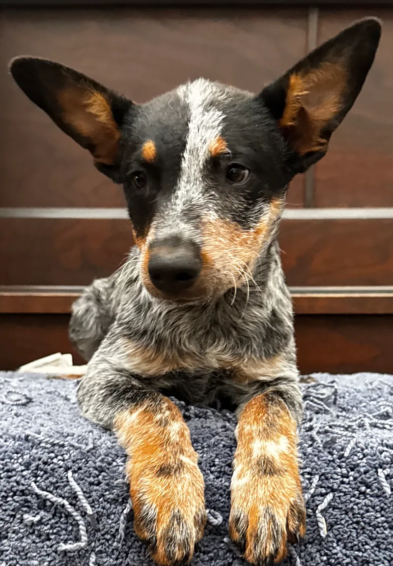 A baby small-sized male back Australian Cattle Dog / Blue Heeler dog named mario for adoption