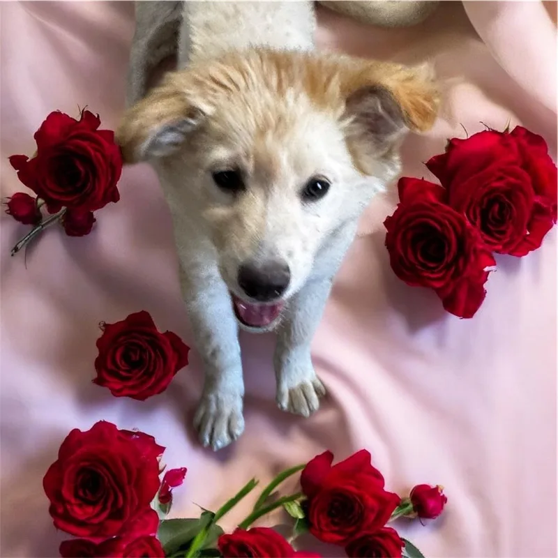 Blossom thumbnail 5