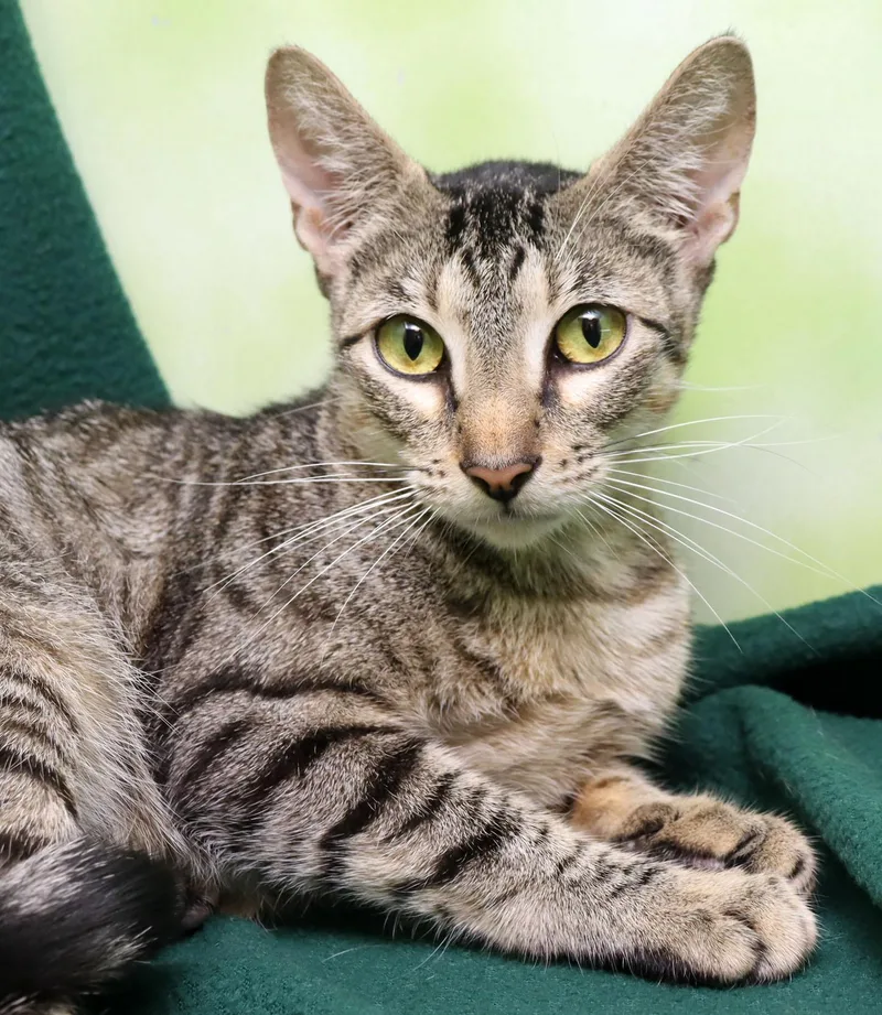 A young medium-sized male Tabby (Brown / Chocolate) Domestic Short Hair cat named Moxie for adoption in Tierra Verde, FL