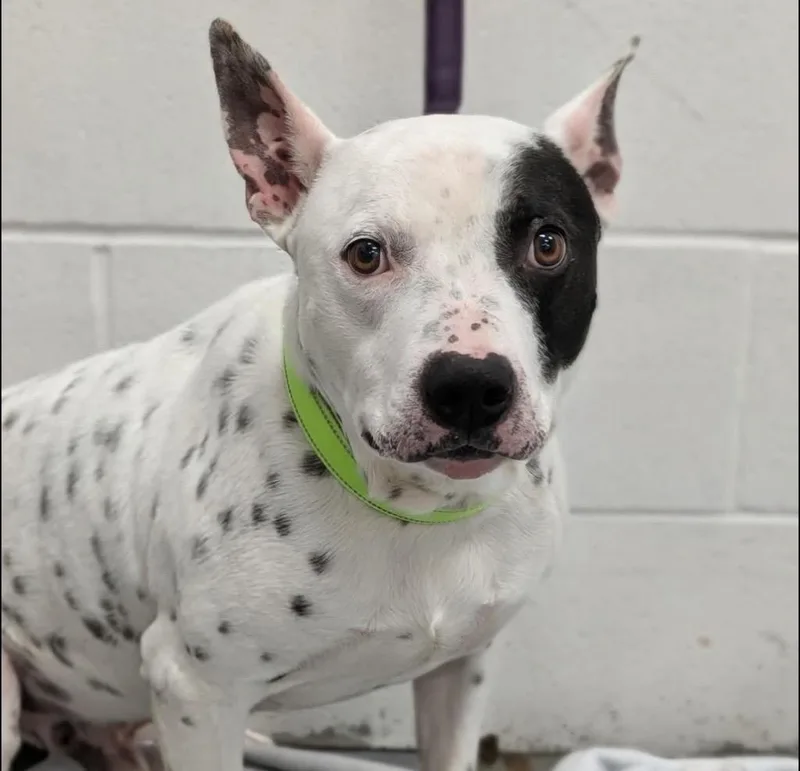A young medium-sized male Bull Terrier dog named Bullseye for adoption in North Vernon, IN