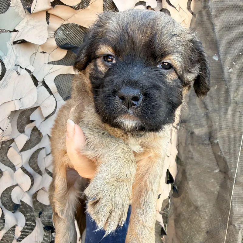 A baby medium-sized male Brown / Chocolate Mixed Breed dog named Julius for adoption in Columbia, SC