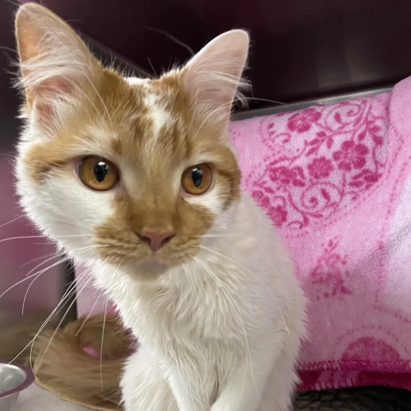 An adult medium-sized male White Domestic Short Hair cat named Peanut for adoption in Grand Rapids, MI