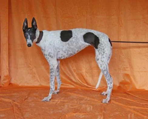 An adult large-sized female Greyhound dog named Orson Ivy for adoption in Douglasville, GA